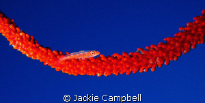 Red & Blue....
Goby on sea whip. I was looking for a sea... by Jackie Campbell 